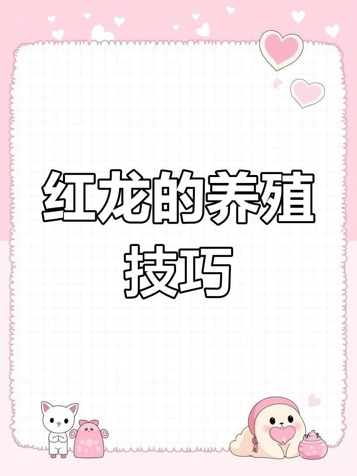 紅龍魚養什么品種最好