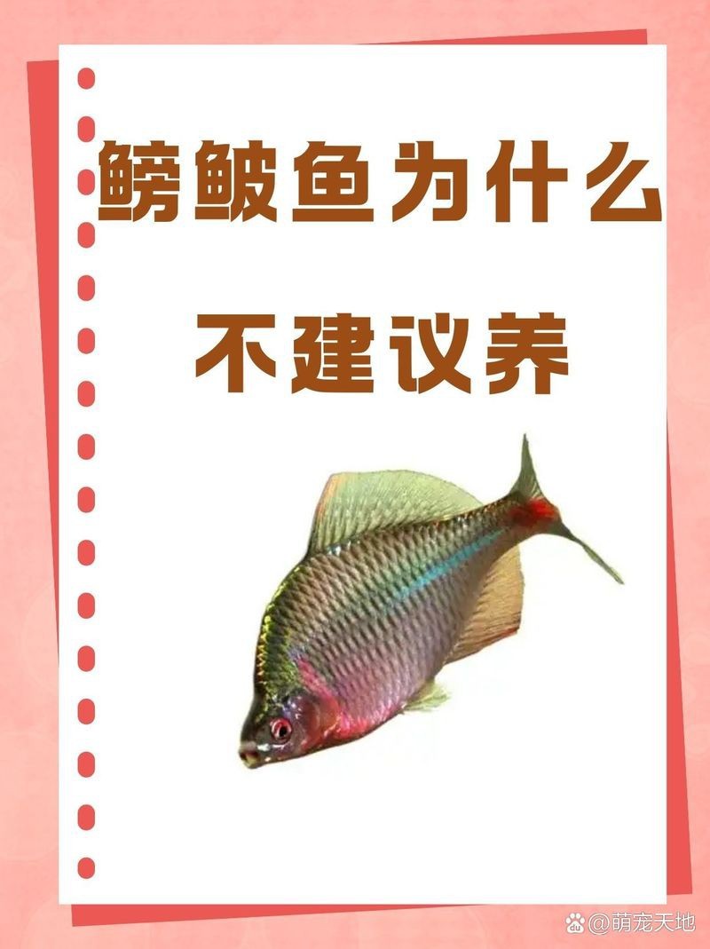 似鮈為什么不建議養