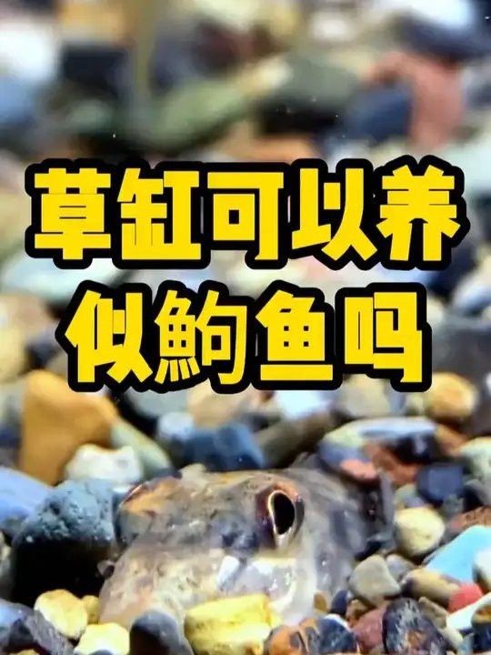 似鮈為什么不建議養