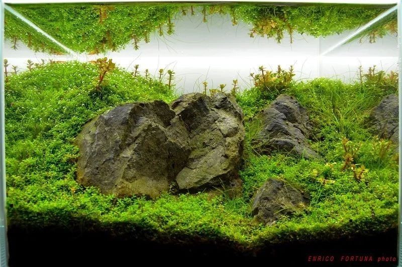 如何準備水草造景參賽作品？