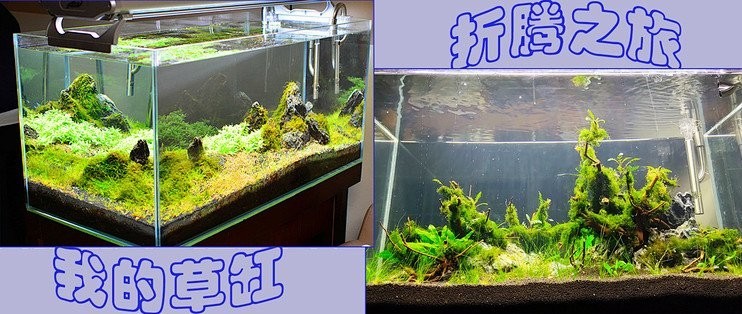 如何準備水草造景參賽作品？