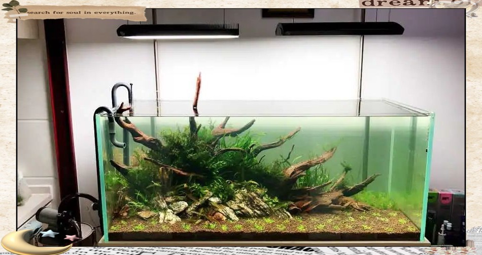 如何準備水草造景參賽作品？