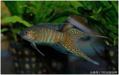 龍魚一直在魚缸上面游動（龍魚一直在魚缸上面游動是什么原因？）
