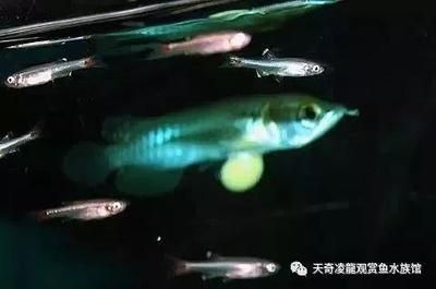 龍魚一直在魚缸上面游動（龍魚一直在魚缸上面游動是什么原因？）