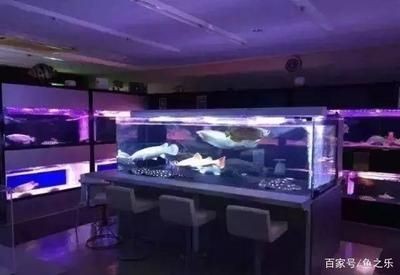 巨型龍魚擺件怎么擺放：巨型龍魚擺件怎么擺放巨型龍魚擺件擺放指南