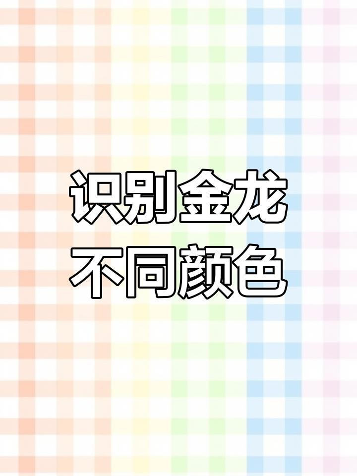 24k金龍魚和藍底哪個好