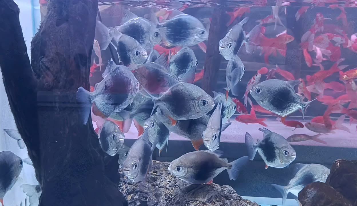 黑桃A魚市場行情：黑桃a魚市場價格波動