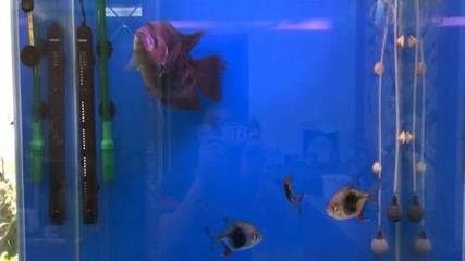 黑桃A魚市場行情：黑桃a魚市場價格波動