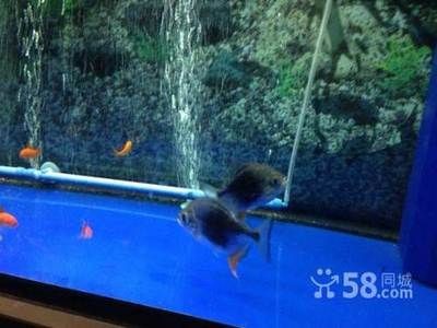 黑桃A魚市場行情：黑桃a魚市場價格波動