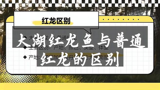紅色龍魚有哪些品種？