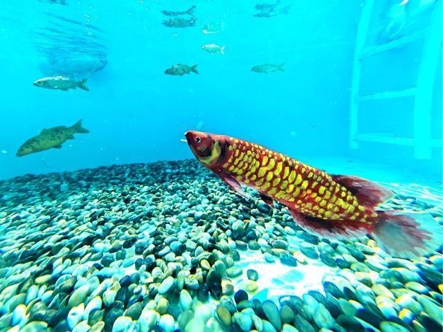 智能仿生魚(yú)“金鱗”有哪些功能？