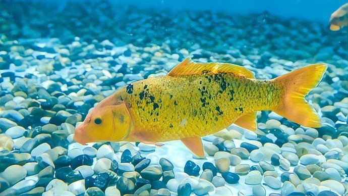 智能仿生魚(yú)“金鱗”有哪些功能？