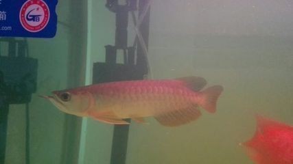 通遼市科爾沁區新工一路漁門旺族水族店