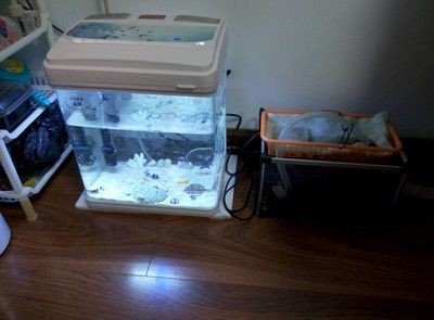 海沙鋪魚缸造景藝術結合養魚與造景藝術的結合養魚與造景藝術的結合：養魚與造景藝術的結合