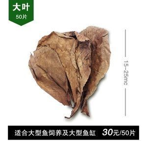 魚缸放橄欖葉好嗎：如何判斷橄欖葉是否新鮮