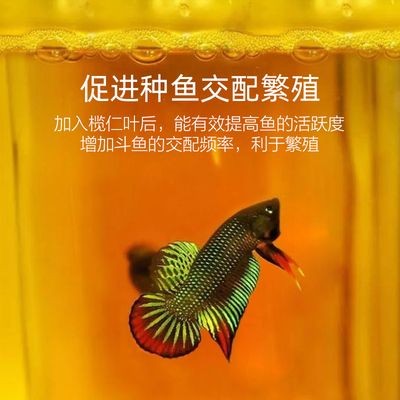魚缸放橄欖葉好嗎：如何判斷橄欖葉是否新鮮