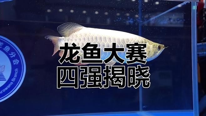 滿背金龍魚的飼養方法是什么，如何飼養滿背金龍魚