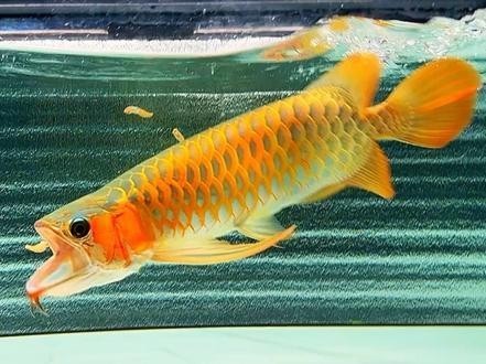 紅龍魚的價格走勢如何看：紅龍魚的價格走勢如何？