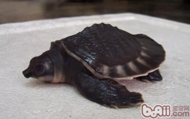 什么牌子龍魚缸質量好耐用：如何選擇龍魚缸？