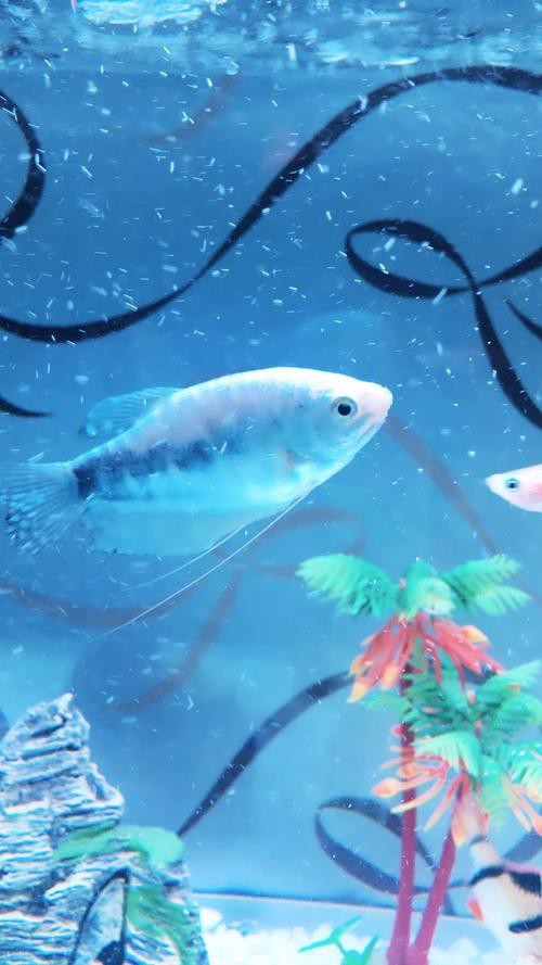 萬(wàn)龍魚圖片