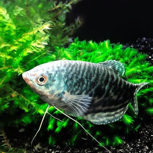 萬(wàn)龍魚圖片
