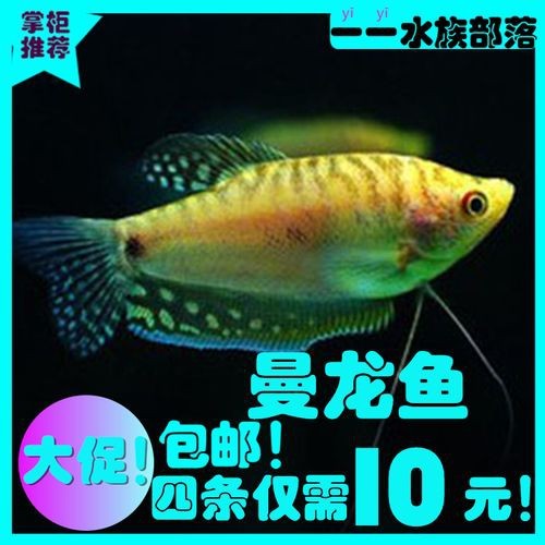 萬(wàn)龍魚圖片
