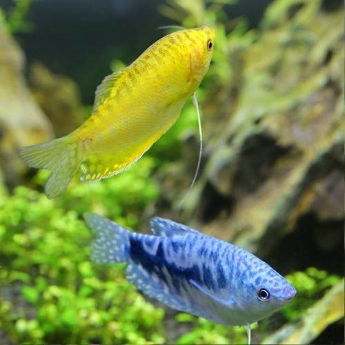 萬(wàn)龍魚圖片