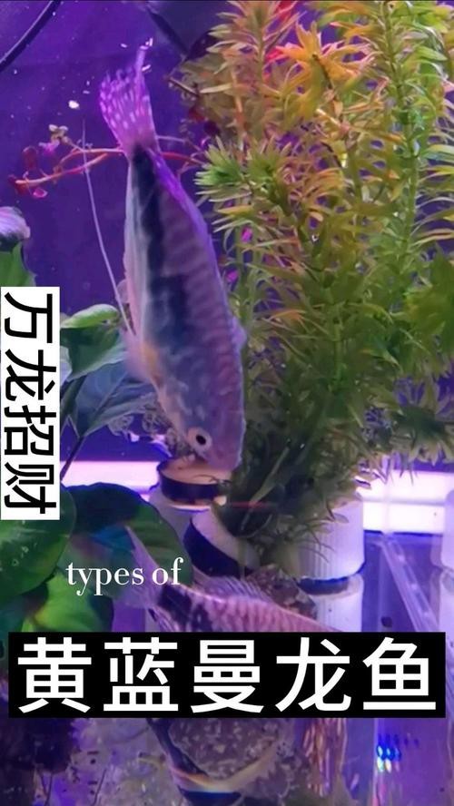 萬(wàn)龍魚圖片