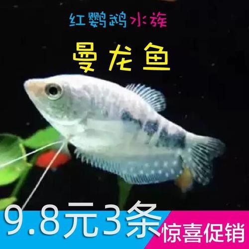 萬(wàn)龍魚圖片