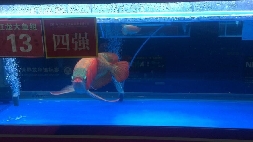 萬(wàn)龍魚圖片