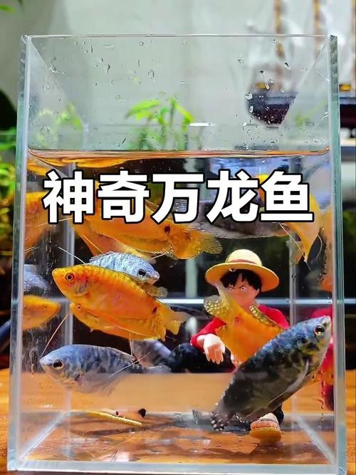 萬(wàn)龍魚圖片