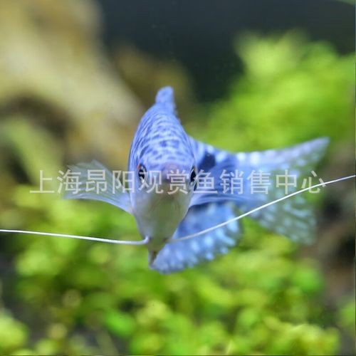 萬(wàn)龍魚圖片
