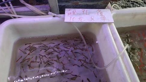 萬(wàn)龍魚圖片