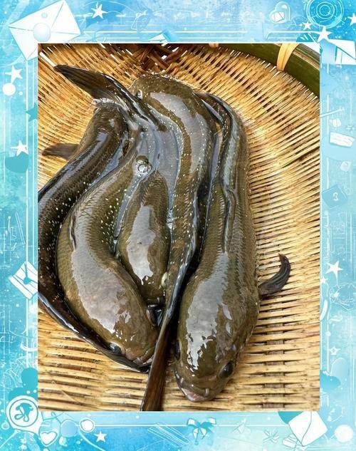 萬(wàn)龍魚圖片