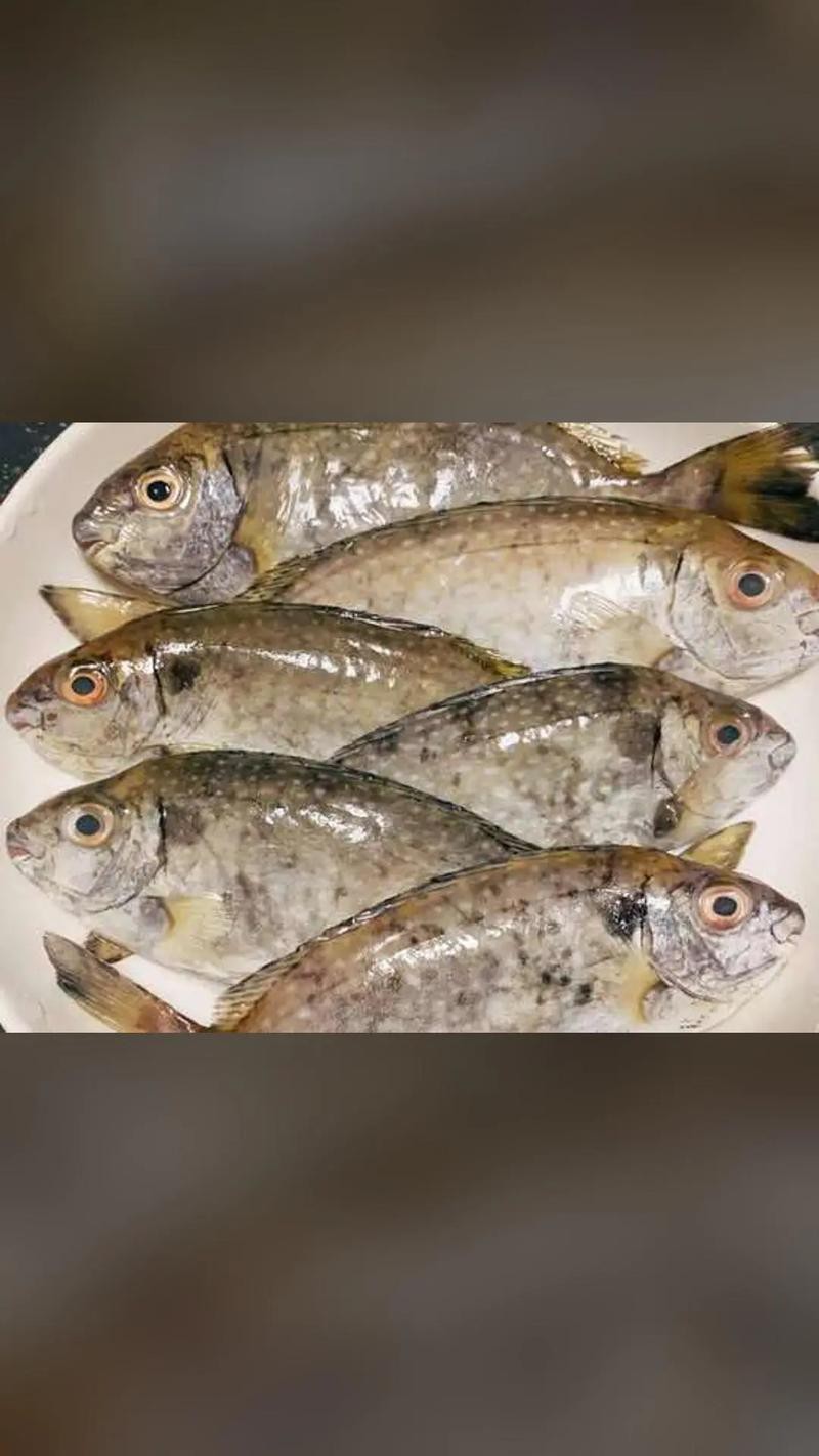 萬(wàn)龍魚圖片