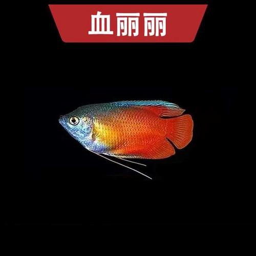 萬(wàn)龍魚圖片