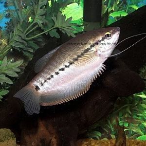 萬(wàn)龍魚圖片