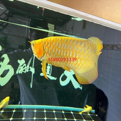 萬(wàn)龍魚圖片