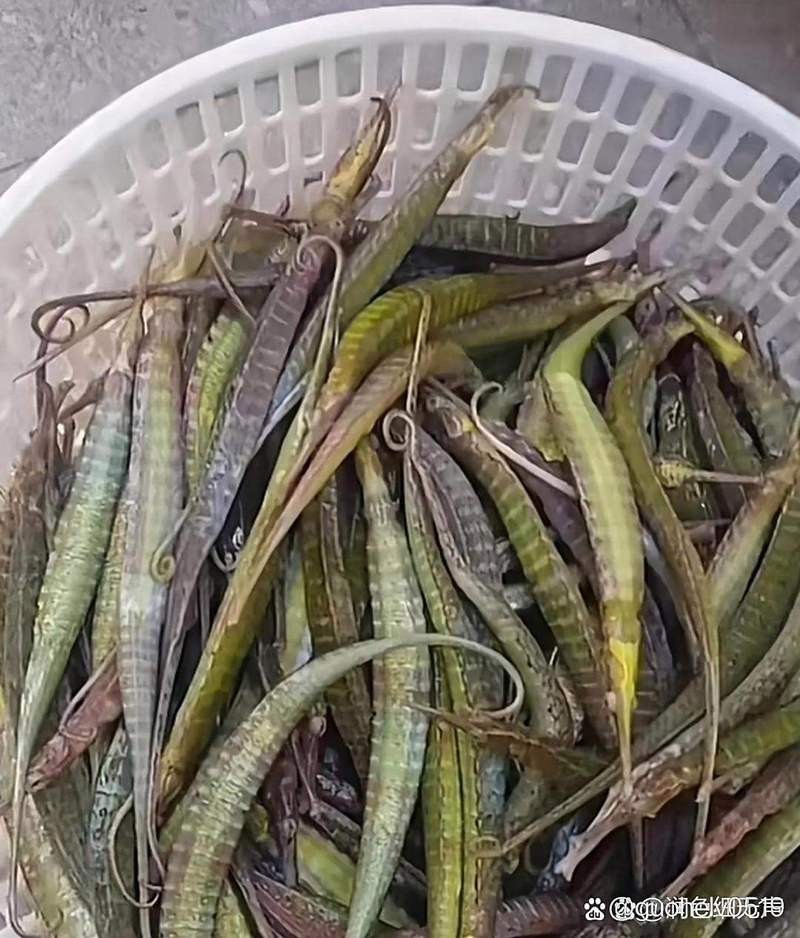 萬(wàn)龍魚圖片