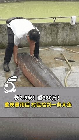 萬(wàn)龍魚圖片