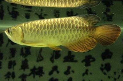 龍魚飼養環境深度的最佳選擇：關于龍魚飼養環境深度的選擇