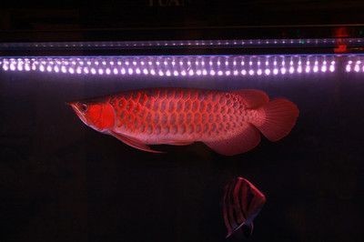 龍魚飼養環境深度的最佳選擇：關于龍魚飼養環境深度的選擇