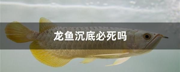 龍魚沉底游是什么原因：如何檢測龍魚水質，龍魚泡泡病癥狀識別，龍魚受傷后的護理方法