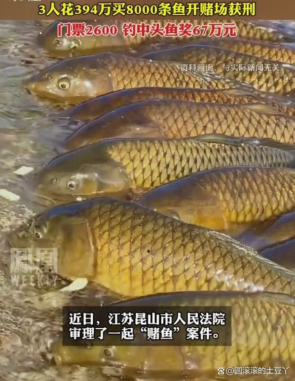 獲獎(jiǎng)金魚將如何處理？