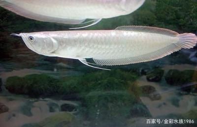 買銀龍魚分開來買會不會出現打架情況（如何判斷銀龍魚領地意識強，銀龍魚性格不合的識別技巧）