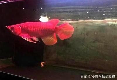 買銀龍魚分開來買會不會出現打架情況（如何判斷銀龍魚領地意識強，銀龍魚性格不合的識別技巧）
