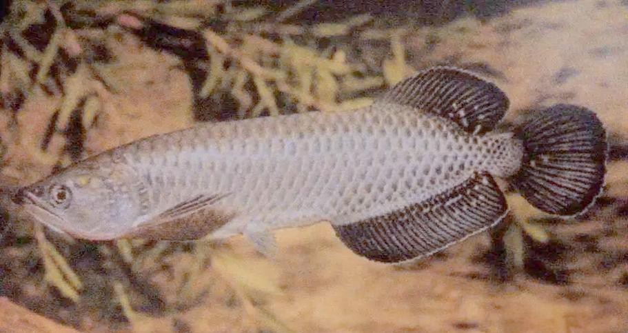 點金龍魚和金龍魚有什么區(qū)別？