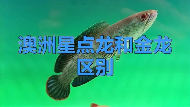 點金龍魚和金龍魚有什么區(qū)別？
