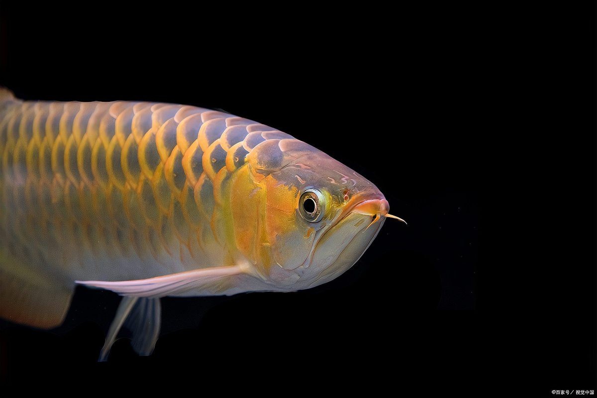 龍魚10天不吃食要警惕