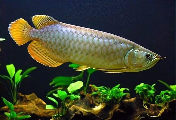 龍魚10天不吃食要警惕